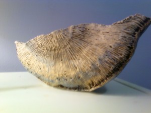 half shell pottery